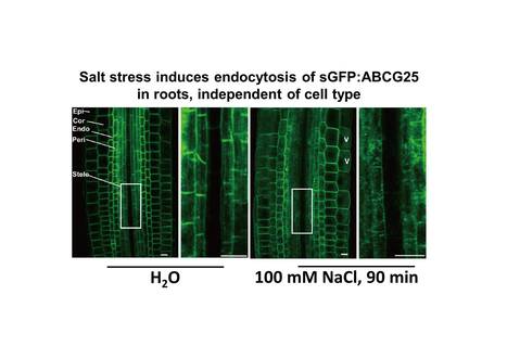 Spatial regulation of ABCG25, an ABA exporter, is an important component of the mechanism for controlling the cellular ABA levels | The Plant Cell | Scoop.it