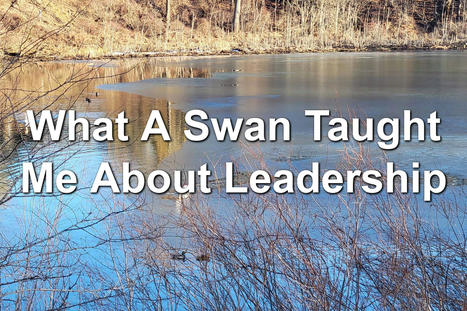 What A Swan Taught Me About Leadership | Management - Leadership | Scoop.it