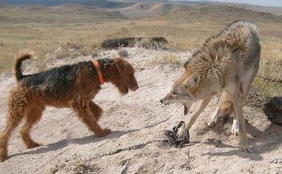 Tell Congress to Investigate Federal agent Jamie P. Olson &  Wildlife Services Now! | News You Can Use - NO PINKSLIME | Scoop.it