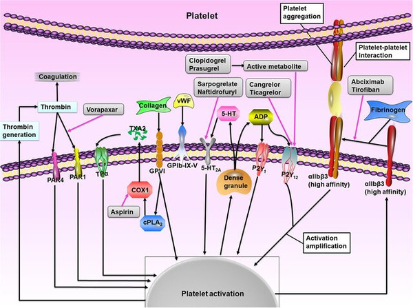 Refining DAPT strategies after drug coated balloon angioplasty | Interventional Cardiology | Scoop.it
