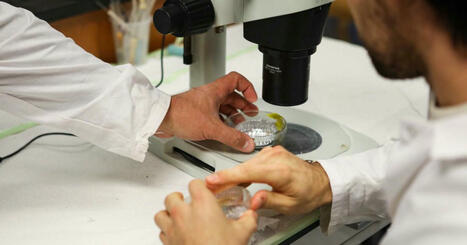 [Le Figaro] Six conseils pour limiter son exposition quotidienne aux microplastiques | Les laboratoires du CNRS Occitanie Ouest dans la presse | Scoop.it