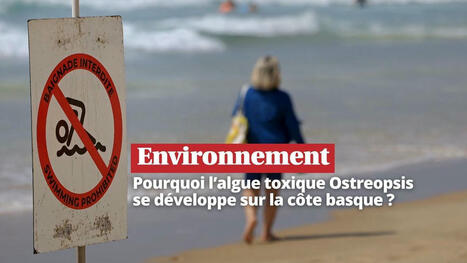 VIDEO. Réchauffement climatique : pourquoi l’algue toxique Ostreopsis se développe sur la Côte basque ? | BABinfo Pays Basque | Scoop.it