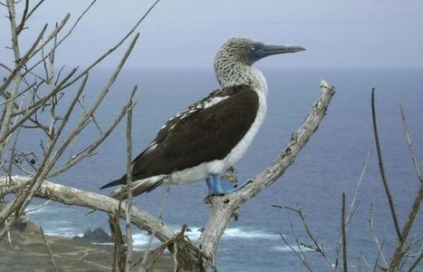 Ecuador's Other Island of Biological Diversity | Galapagos | Scoop.it