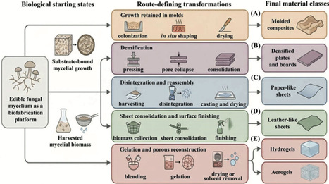 Multiscale and programmable engineering of edible mushroom mycelium-based materials | tin | RMH | Scoop.it