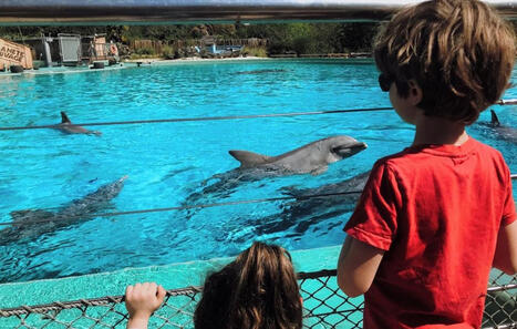 Une manif contre le transfert de dauphins de Planète Sauvage vers le zoo de Beauval | Biodiversité, Écologie et Environnement | Scoop.it