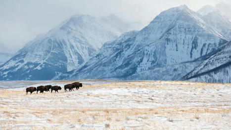 Le bison de retour dans le parc national des Lacs-Waterton | Histoires Naturelles | Scoop.it