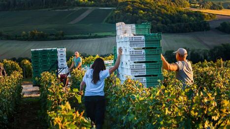 La cellule vendanges de France travail, basée à Épernay, se déploie un mois plus tôt en Champagne | Le fil d'actualités de l'URCA | Scoop.it