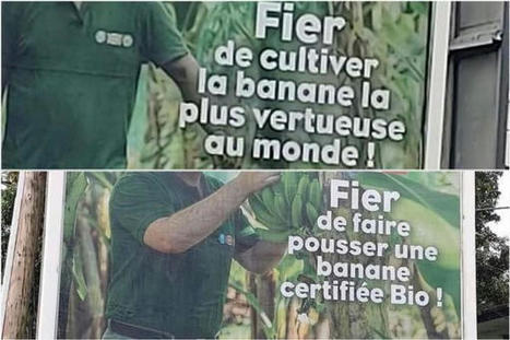 Affiches controversées : bras de fer entre les "gros producteurs" de bananes et le préfet de Martinique | Revue Politique Guadeloupe | Scoop.it
