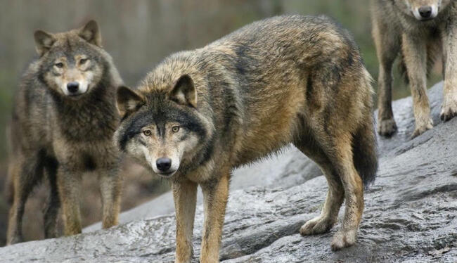 Les gouvernements de l'UE acceptent d'intensifier la chasse et l'abattage du loup