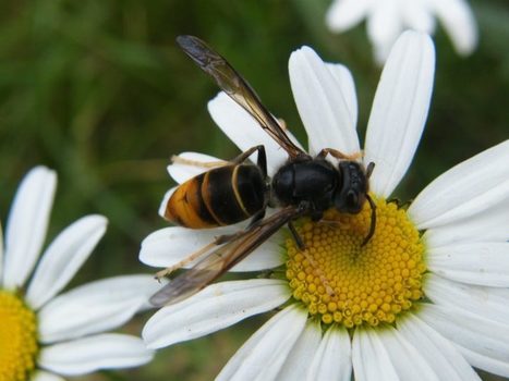 En Loire-Atlantique, les frelons asiatiques seront de retour au printemps : ce qu’il faut savoir | Variétés entomologiques | Scoop.it