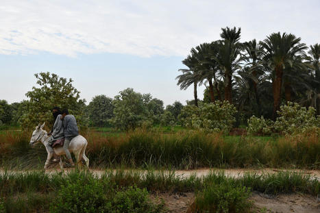 Smallholder Farmers&rsquo; Participation in Profitable Value Chains and Contract Farming: Evidence from Irrigated Agriculture in EGYPT | CIHEAM Press Review | Scoop.it