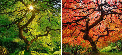 12 Before And After Photos That Reveal The Beautiful Transformations Of Autumn | 16s3d: Bestioles, opinions & pétitions | Scoop.it