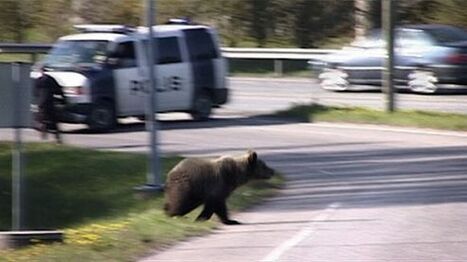 "Keskustassa liikkuu karhu" &ndash; radion vaaratiedotteisiin tulee aluejako | 1Ei lakastunut lehti | Scoop.it