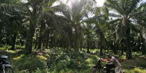 L’avantage fiscal à l’huile de palme sera maintenu | GREENEYES | Scoop.it