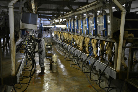Le prix du lait ne cale pas | Economie de l'Elevage | Scoop.it