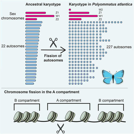 Avec cet étrange mécanisme évolutif, l’Azuré de l’Atlas cache un énorme secret génétique | EntomoScience | Scoop.it
