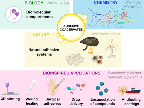 From liquid precursors to adhesive platforms: coacervates as dynamic interface biomaterials for biotechnology | tin | RMH | Scoop.it