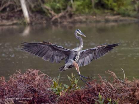 High ISO Heron In-Flight | Mirrorless Cameras | Scoop.it