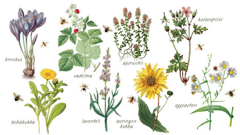 Tee p&ouml;rri&auml;isille paratiisi: T&auml;ss&auml; 8+101 p&ouml;lytt&auml;j&auml;kasvia, joista on iloa my&ouml;s ihmiselle | Luonto | yle.fi | 1Uutiset - Lukemisen t&auml;hden | Scoop.it