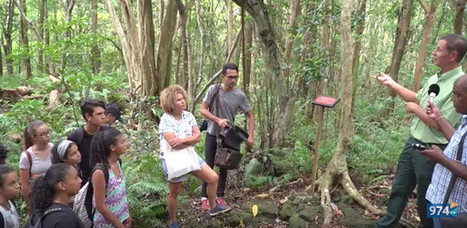 La journée internationale des forêts à La Réunion | Biodiversité | Scoop.it