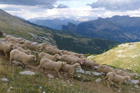 Le pastoralisme est-il bon pour la montagne ? - DEFI-Écologique : le blog | Biodiversité | Scoop.it