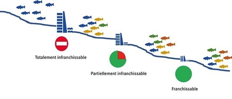 Potentiel outils génétiques rétablir connectivité habitats piscicoles - Sciences Eaux & Territoires, la revue d'Irstea | Biodiversité | Scoop.it