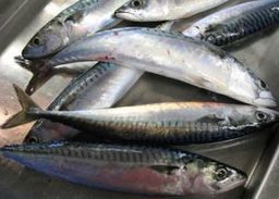 World Fishing - MSC to suspend mackerel certification | OUR OCEANS NEED US | Scoop.it