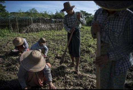 A New Agriculture App Could Usher In A 'Golden' Era For Myanmar Farmers | ASIES | Scoop.it
