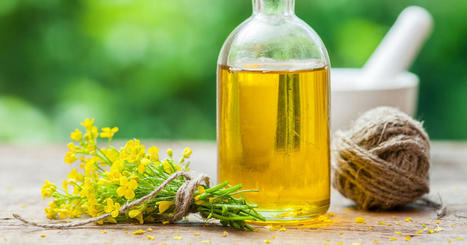 Is Canola Oil Good for You, or Bad? | Best  Healthy Living Scoops | Scoop.it