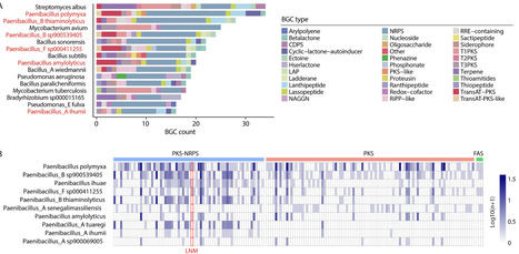 A comprehensive analysis of human gut microbial biosynthesis gene clusters unveiling the dominant role of Paenibacillus | mSys | RMH | Scoop.it