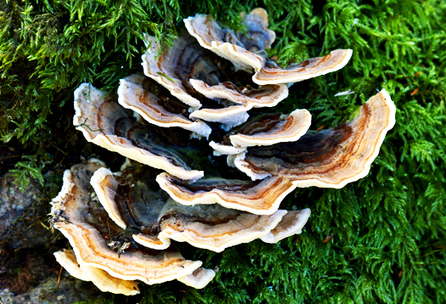 Futurity.org – Mushroom extends lives of dogs with cancer | Kool Look | Scoop.it
