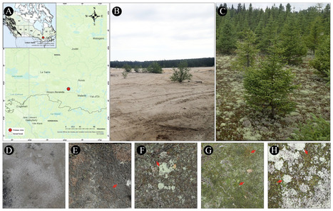 Original Paper in Can J Microbiol &bull; Gu&ecirc;n&eacute;-Nanchen & Rochefort Labs 2026 &bull;&nbsp;Successional stages and inferred functional profiles of bacterial communities under biocrusts in post-mining ecosystems of ... | Originals | Scoop.it