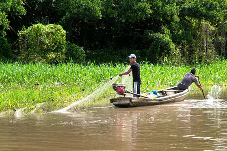 The people who make up the Pan-Amazonian melting pot: regional demographics | RAINFOREST EXPLORER | Scoop.it