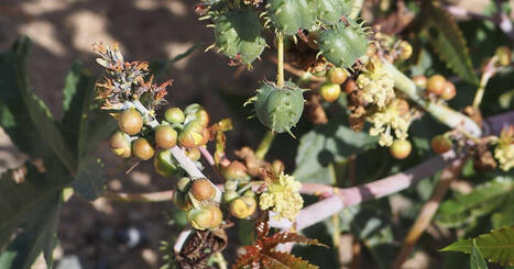 Le ricin, un poison virulent... qui fait aussi du bien | Biodiversité - @ZEHUB on Twitter | Scoop.it