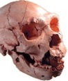 Bienvenido a Arqueolab - web sobre Prehistoria y Atapuerca | Con l&aacute;piz y teclas | Scoop.it
