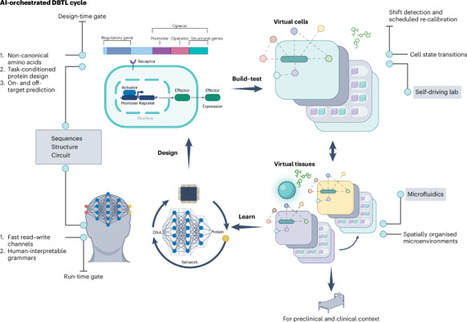 AI-orchestrated design&ndash;build&ndash;test&ndash;learn is the future of mammalian biodesign | Nbe | RMH | Scoop.it