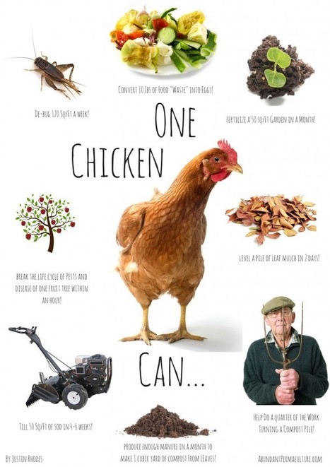 8 Ways to Use Chickens in the Garden | The Prairie Homestead | Think Like a Permaculturist | Scoop.it