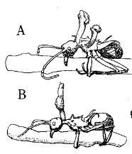 Les Cordyceps de Belgique - Clé des Cordyceps | Insect Archive | Scoop.it