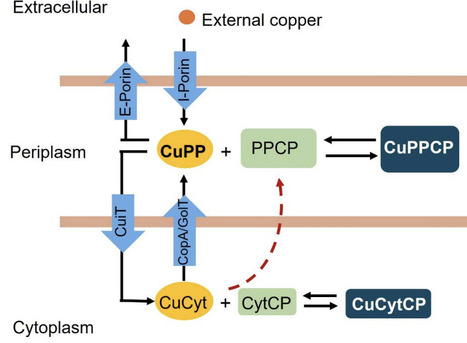CuiT is a Cu importer required for metal homeostasis in Salmonella enterica | brvm | RMH | Scoop.it