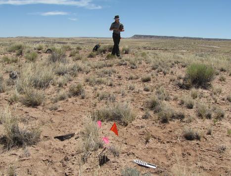 Ancient Basketmaker Village Found in Arizona Petrified Forest - NBC News | Archaeology News | Scoop.it