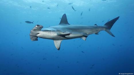 More than half of shark species in Mediterranean at risk of extinction | Global Ideas | DW.COM | 06.12.2016 | Biodiversité | Scoop.it