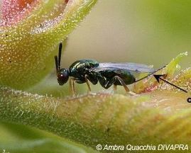 Cynips du châtaignier : Torymus sinensis, insecte antagoniste, se répand | EntomoNews | Scoop.it