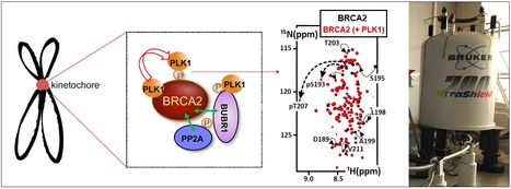 FOCUS PLATEFORME : La spectroscopie RMN, le couteau suisse de l’analyse des protéines et sa nouvelle lame : activités enzymatiques et modifications post-traductionnelles à l’échelle atomique | Life Sciences Université Paris-Saclay | Scoop.it