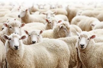 Royaume-Uni : Les vétérinaires réclament l'encadrement de l'abattage halal et casher | La Gazette des abattoirs | Scoop.it