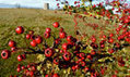The blood-red brilliance, mystery and melancholy of the hawthorn | Nature Flash | Scoop.it