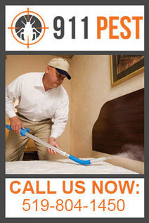 Pest Control In Pest Control Company Kitchener Scoop It