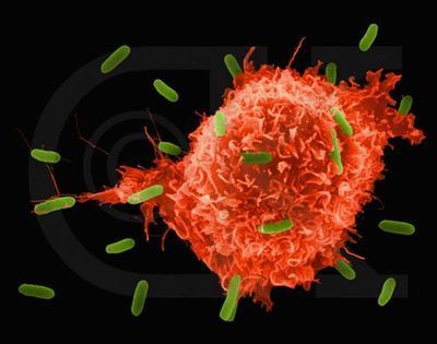 Hypertextos sobre aspectos básicos de Inmunología - Universidad Nacional del Nordeste | Immunology for University Students | Scoop.it