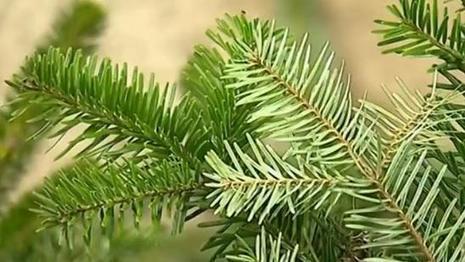Doubs : les bienfaits des huiles essentielles de sapin | La Cabane aux Arômes | Scoop.it