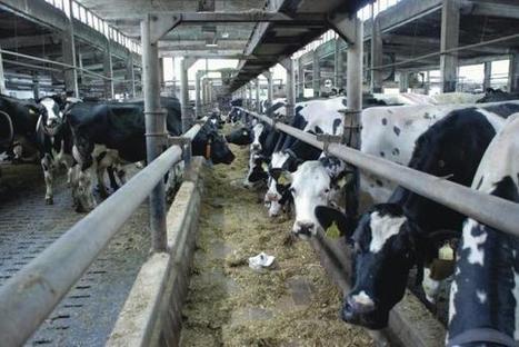 L’Allemagne opte pour la convergence totale des aides en 2019 - 28-01-2014 - REUSSIR LAIT | SCIENCES DE L' ANIMAL | Scoop.it
