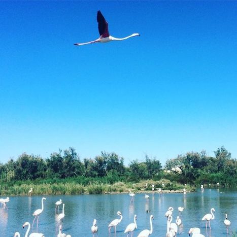 Sur la route… de la nouvelle « carte animale » | Biodiversité | Scoop.it